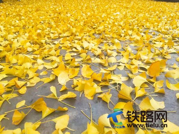 MؽS(<a href=http://www.1dzq.com/zhongtiewuhandianqihuaju/ target=_blank class=infotextkey>Fh늚⻯</a>F޹˾Vݷֹ˾z).jpg